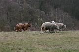BRIARD 288